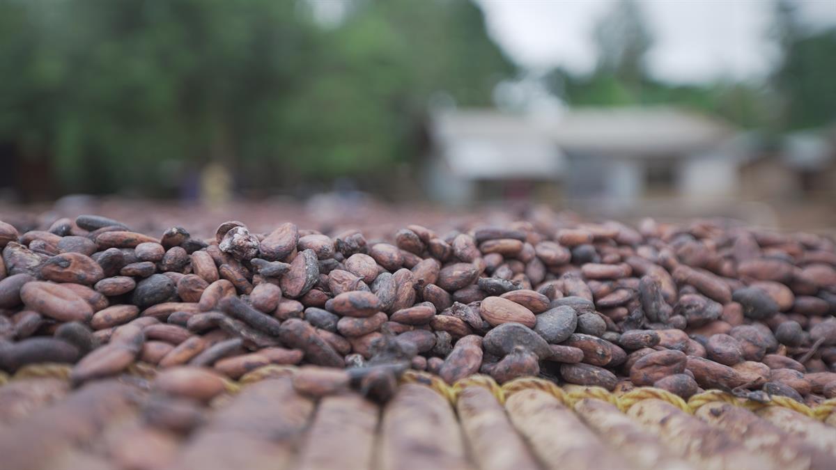 Alle Schokoladenmarken von Mondelēz International werden bis 2025 Teil des Nachhaltigkeitsprogramms 