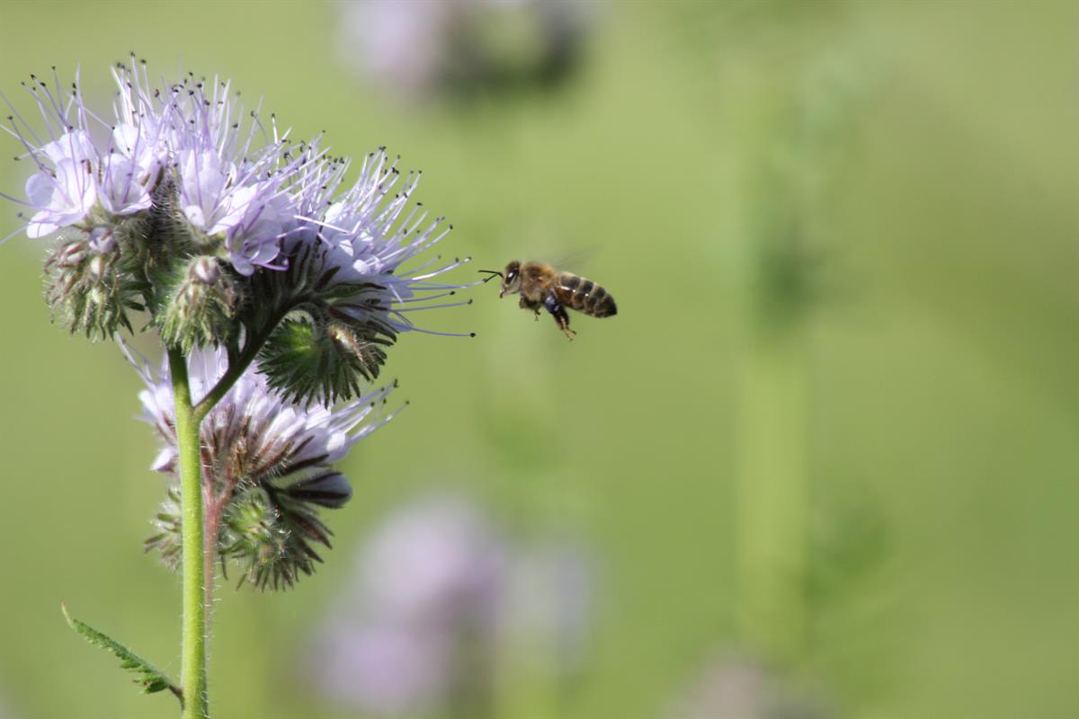 Zum Weltbienentag: Mondelez International engagiert sich für Bienenschutz