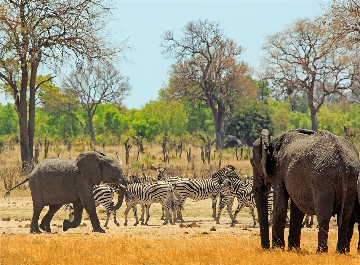 Elefanten und Zebras