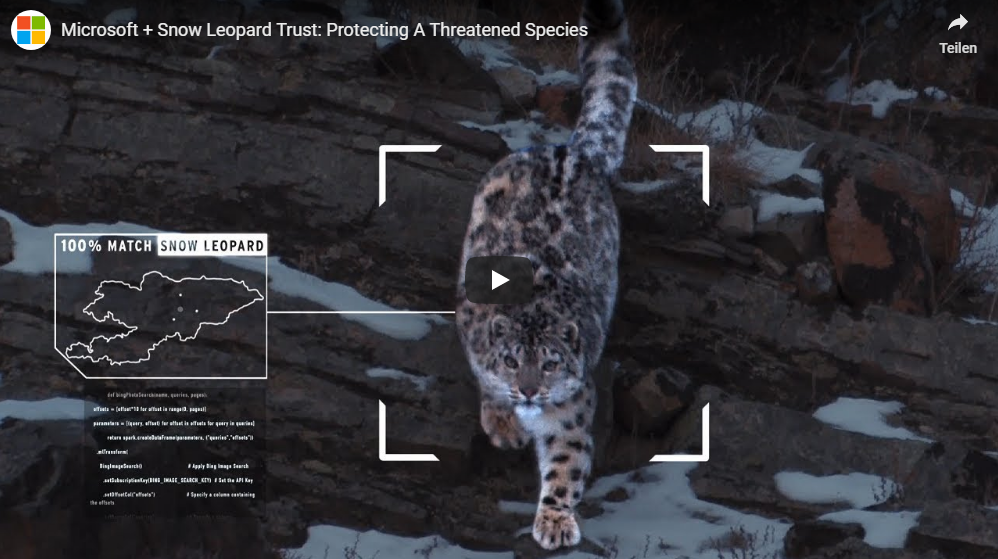 Wie Microsoft AI dem Snow Leopard Trust hilft