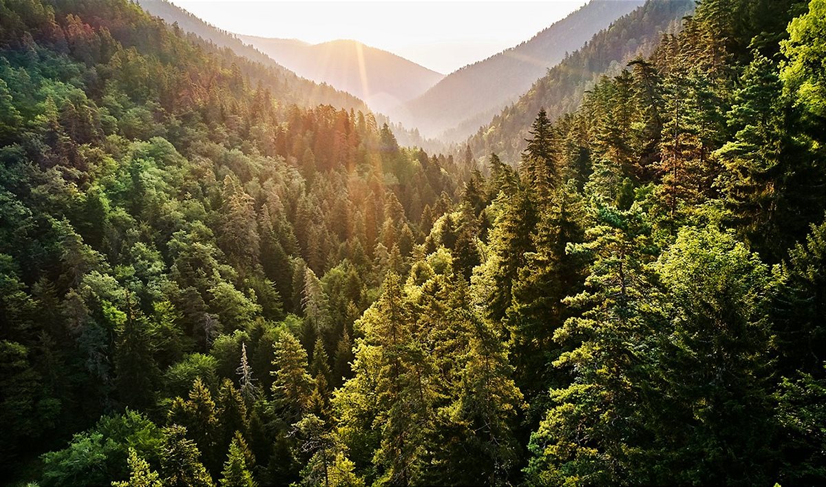 forest-image