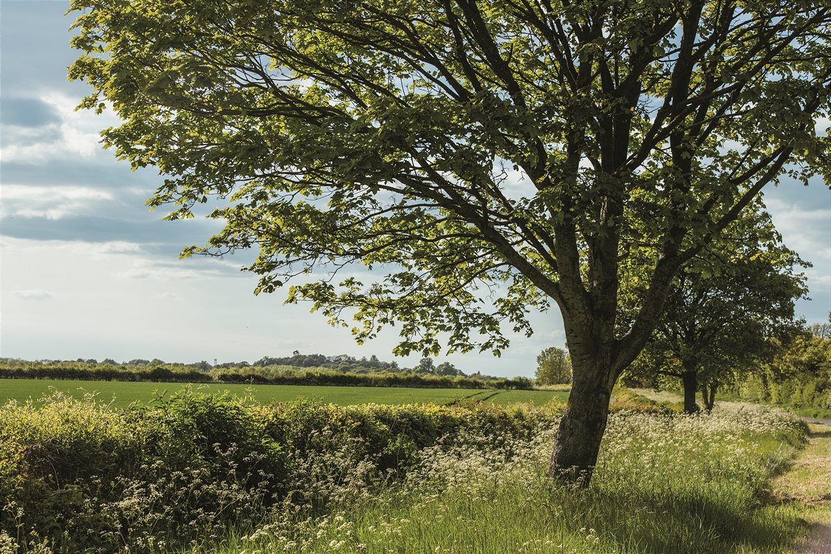 Scenic Shot