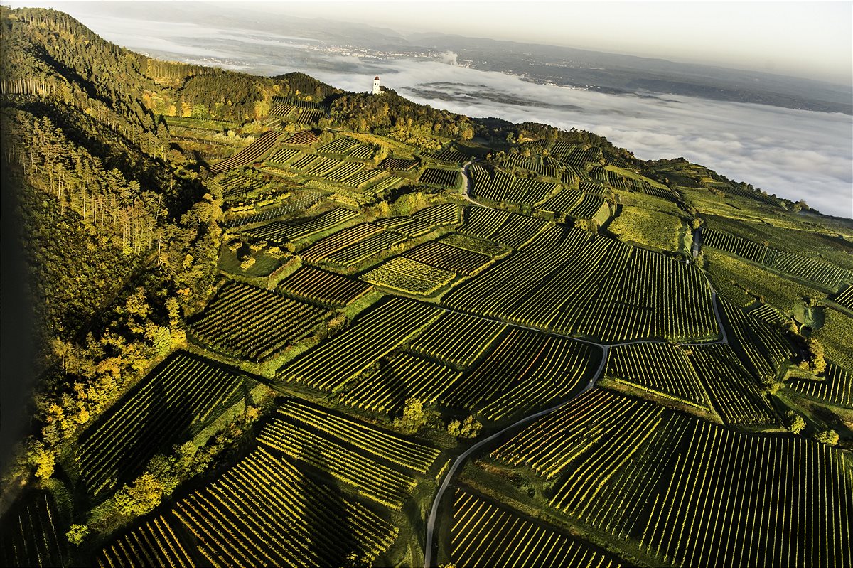 Weinberg Niederösterreich