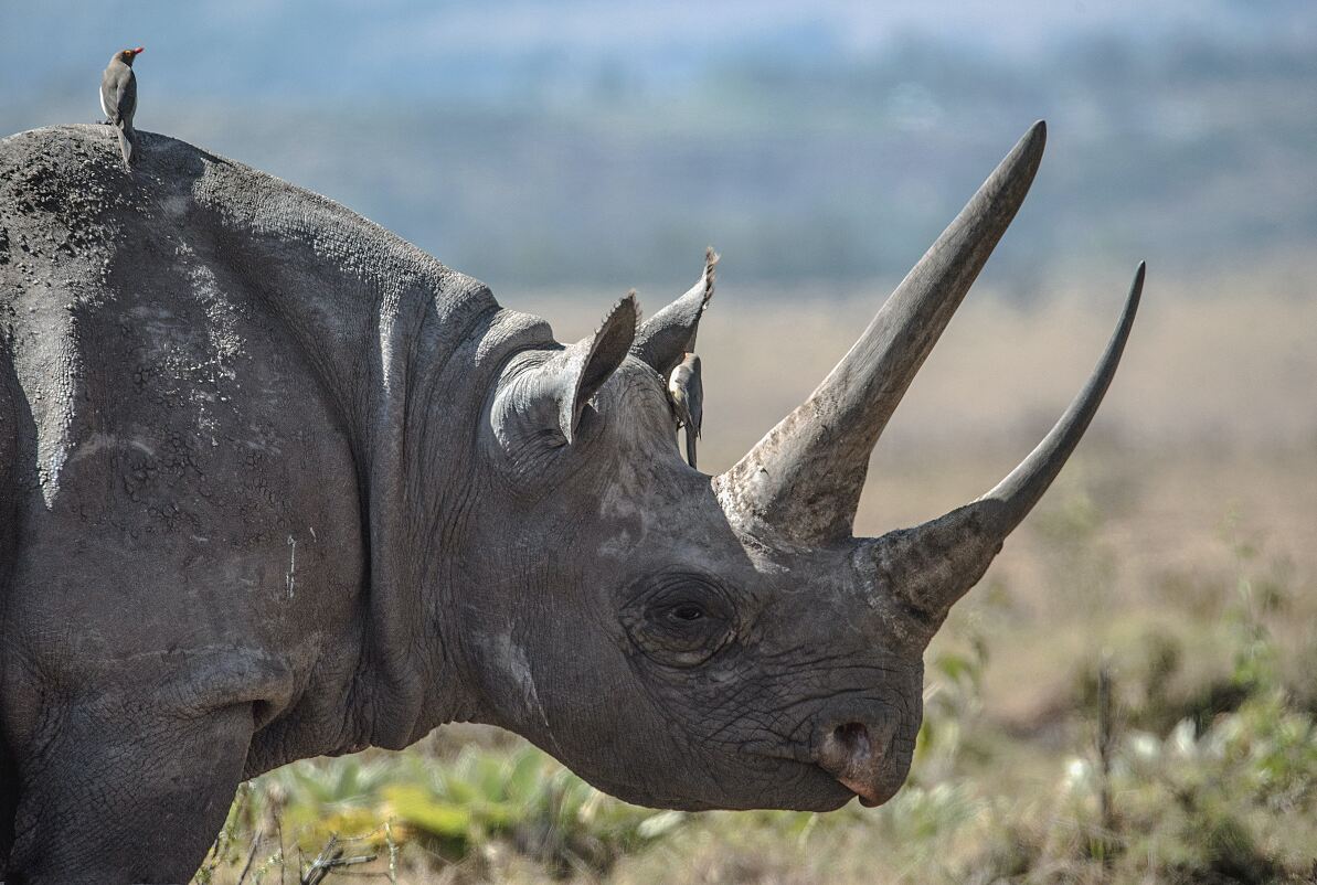 Emirates Amenity Kits gefährdete Wildtiere