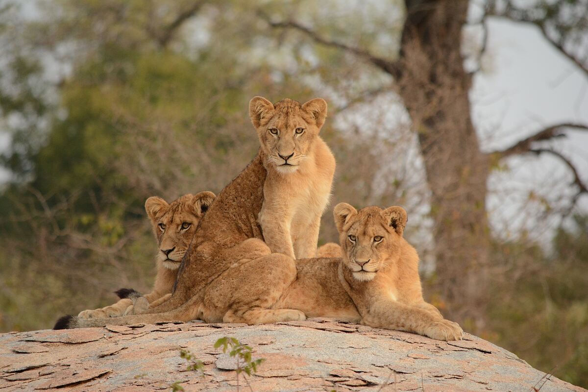 Emirates Amenity Kits gefährdete Wildtiere