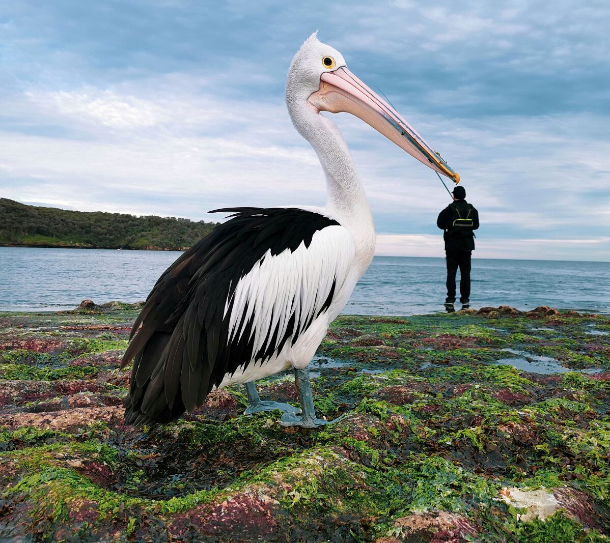 Justin Mendoza Pick a Beak“